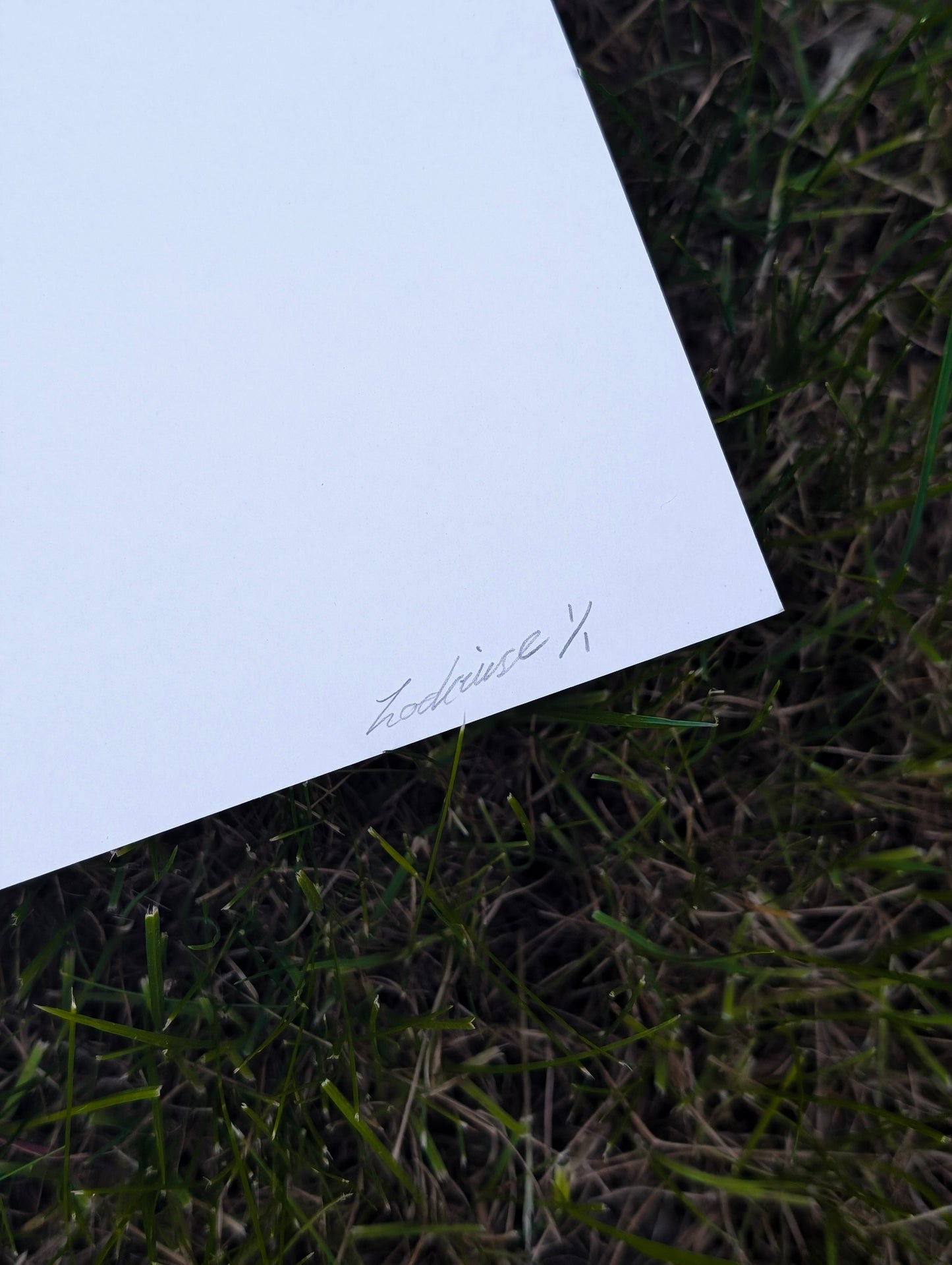 A4 Original Peonies Pencil Drawing